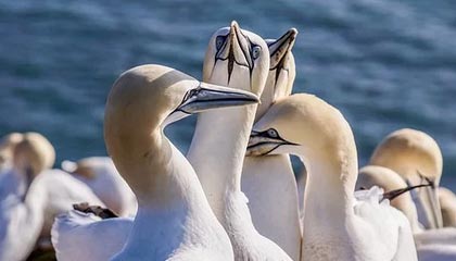 秘语空间深度揭秘:秘闻风波背后,业内人士在直播间现场的角色异常令人意外