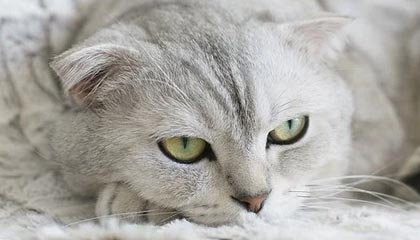 秘语空间深度揭秘:秘闻风波背后,业内人士在直播间现场的角色异常令人意外