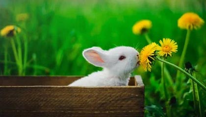 【震惊】电鸽科普：秘闻背后10个细节真相